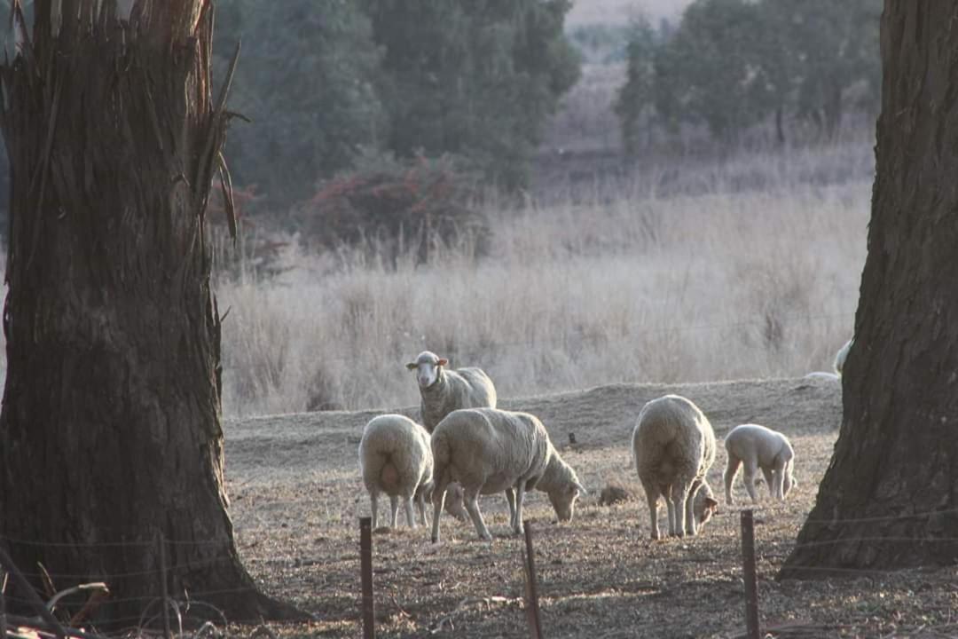 Forellenhof Guest Farm Wakkerstroom Dış mekan fotoğraf