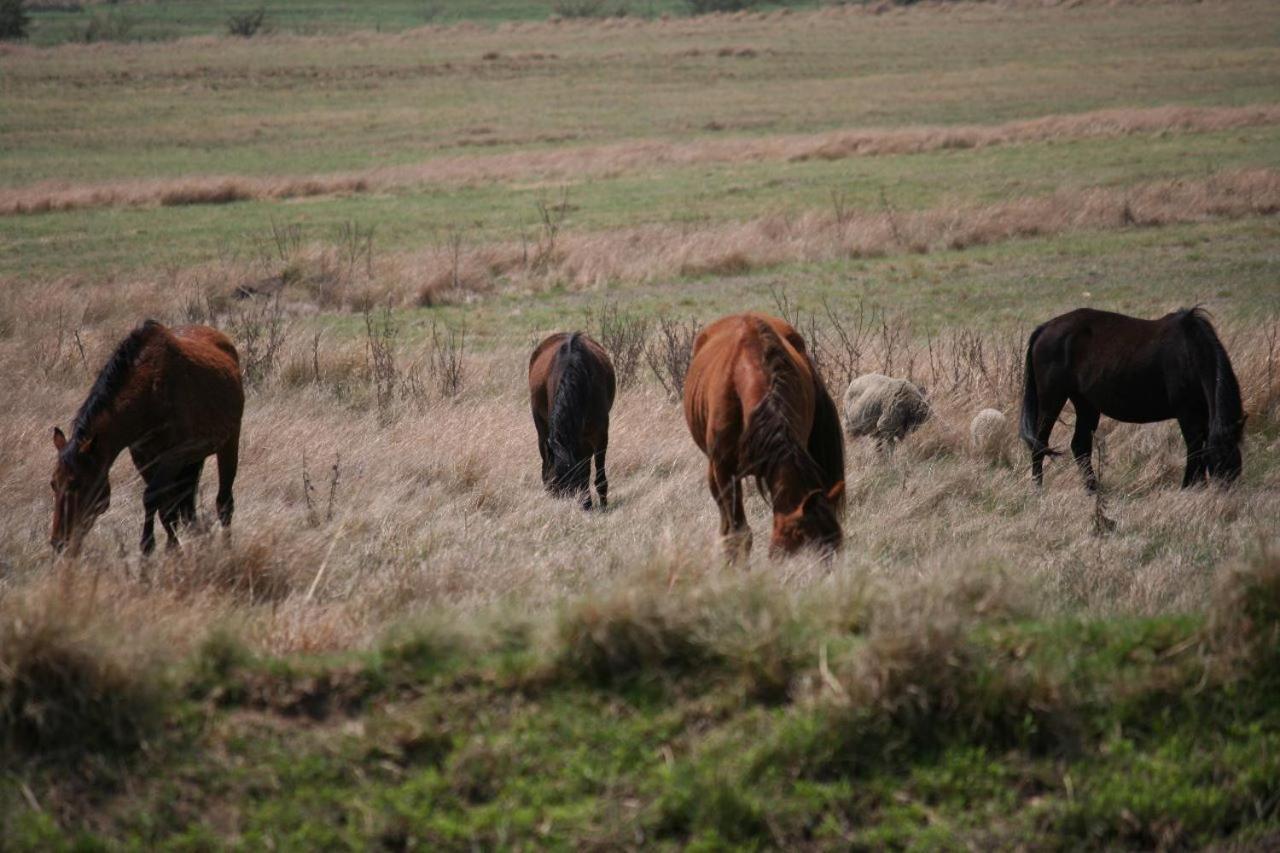 Forellenhof Guest Farm Wakkerstroom Dış mekan fotoğraf