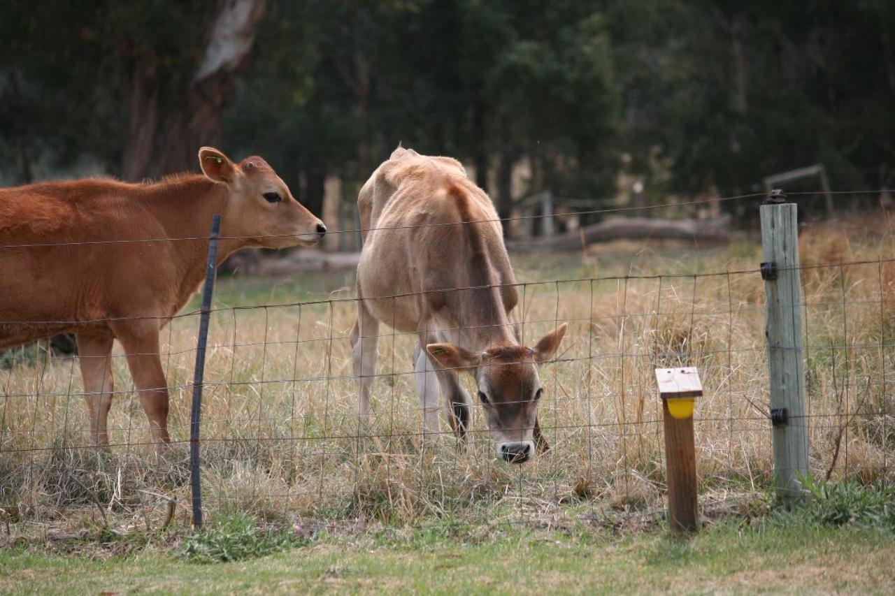Forellenhof Guest Farm Wakkerstroom Dış mekan fotoğraf