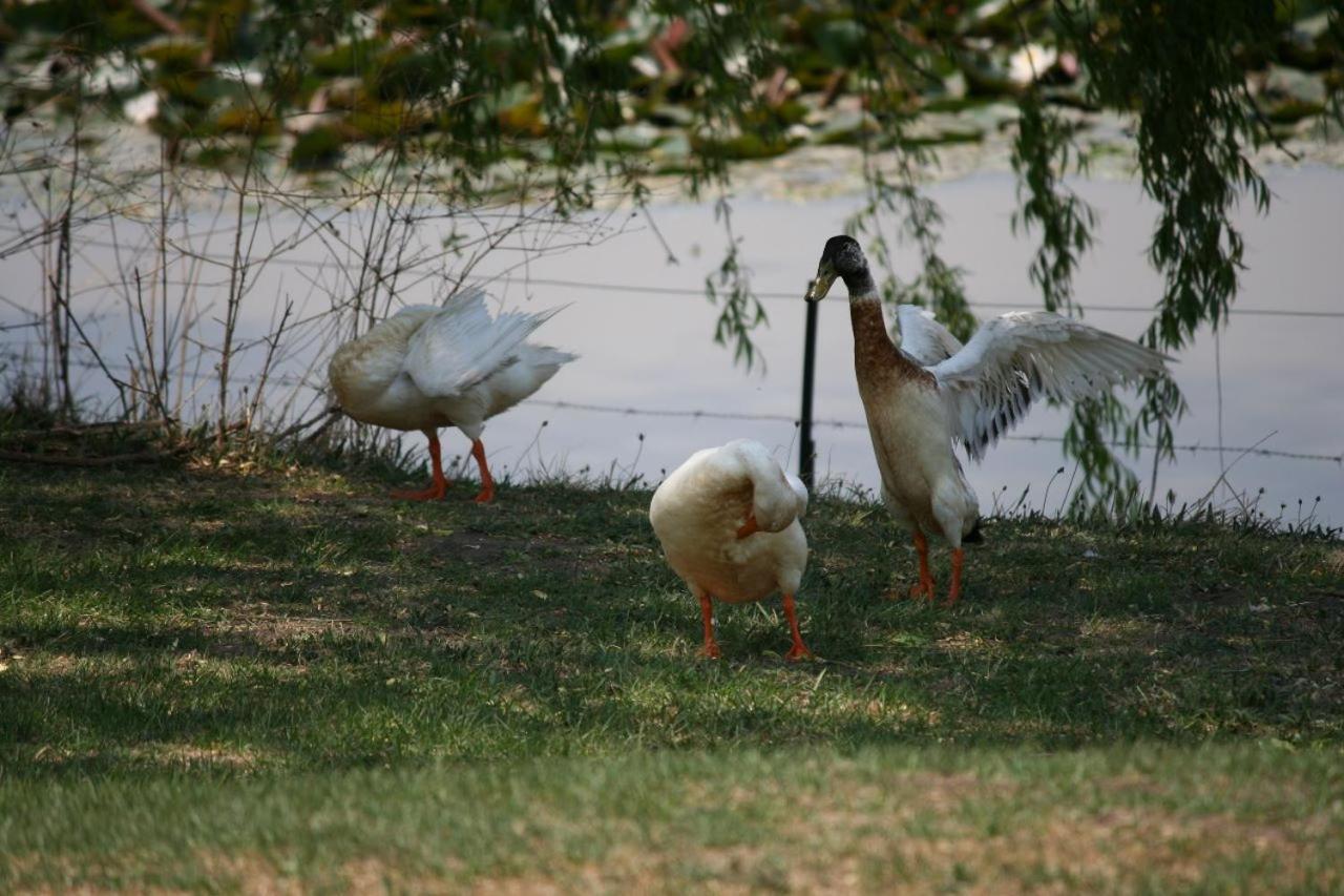 Forellenhof Guest Farm Wakkerstroom Dış mekan fotoğraf